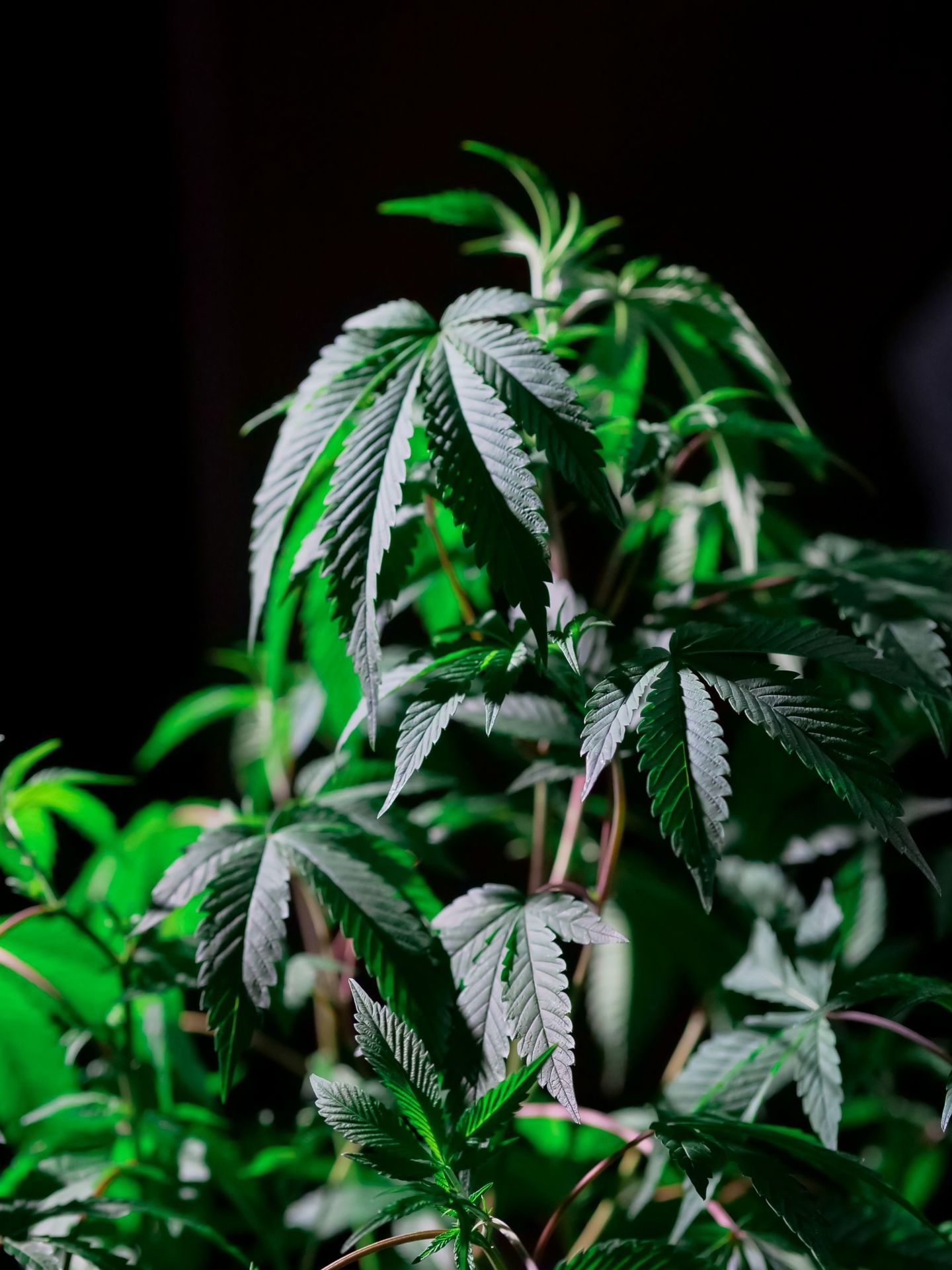 Medical cannabis plant